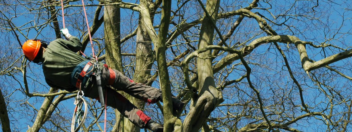 Tree Surgeons, Landscapers and Garden Services