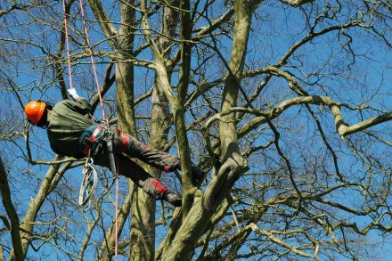 Tree Surgeons, Landscapers and Garden Services